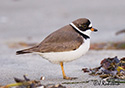 Charadrius semipalmatus